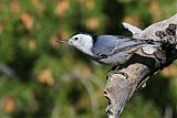 White-breasted Nuthatch